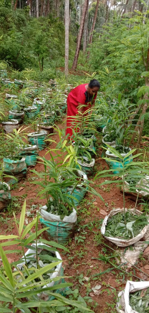 How to Grow Ginger in Grow Bags & Sacks? Kerala Farmer Shares Easy Steps