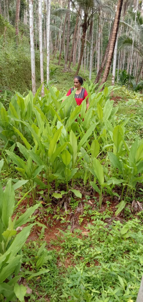 How to Grow Ginger in Grow Bags & Sacks? Kerala Farmer Shares Easy Steps