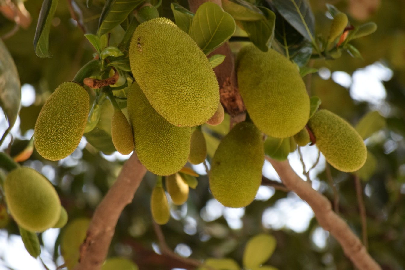 health benefits of jackfruit 