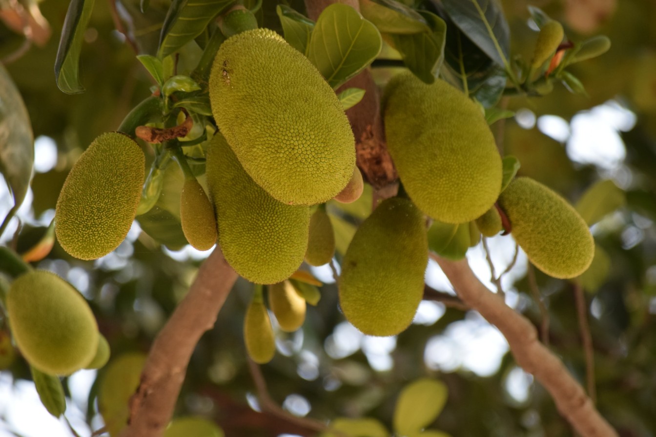 Health Benefits of Jackfruit 