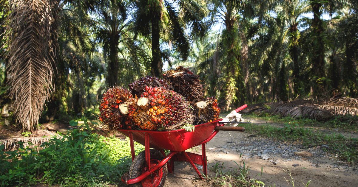 Here’s How Sustainably-Sourced Palm Oil Can Benefit the Planet