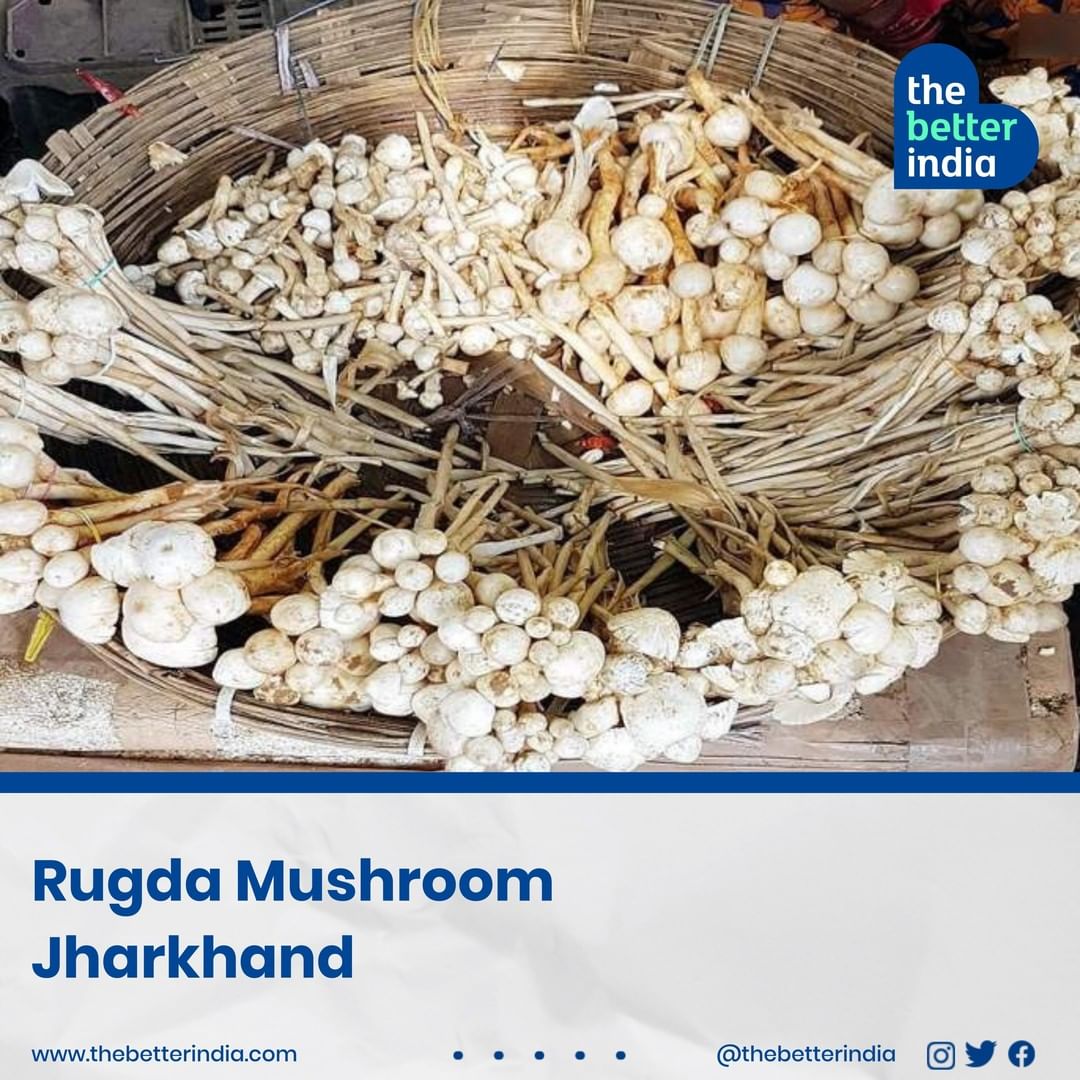 Rugda Mushrooms