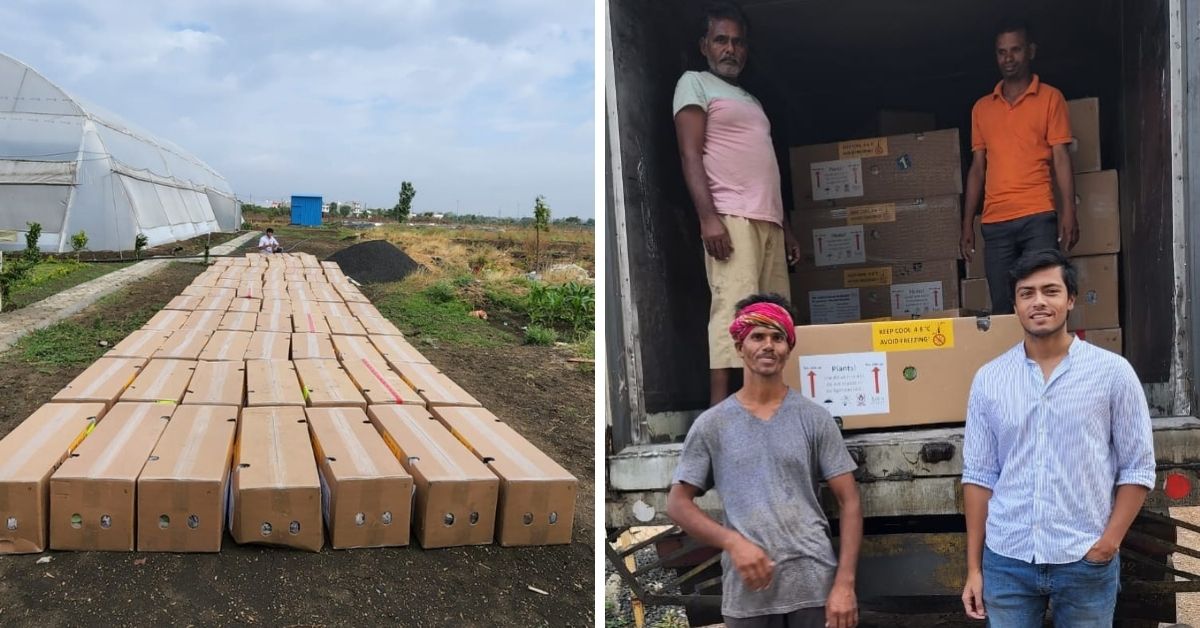 shipment of avocado saplings