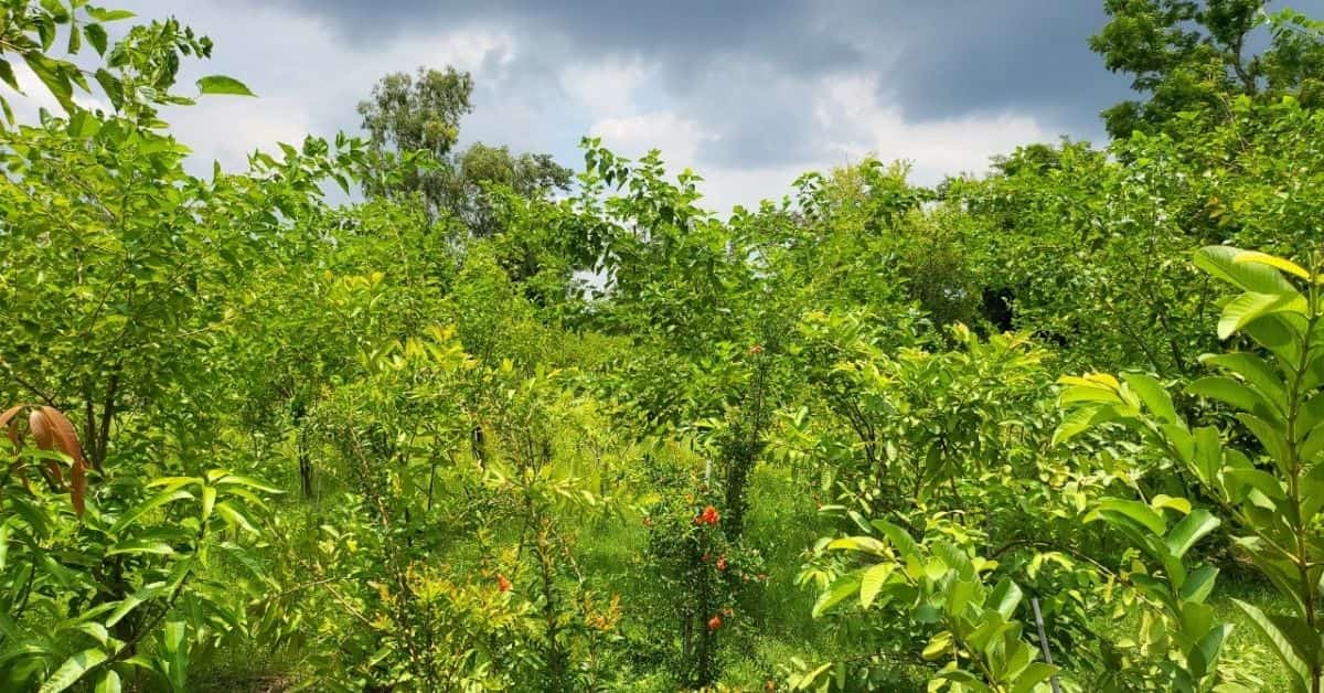 trees that are part of the fruit forest