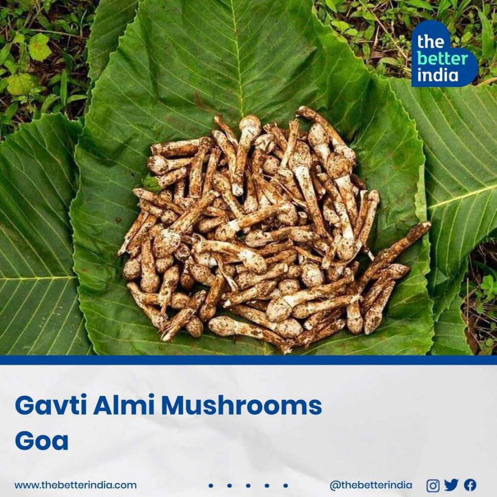 Gavti Almi Mushrooms