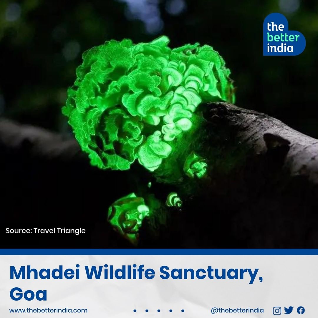 Mhadei Wildlife Sanctuary, Goa