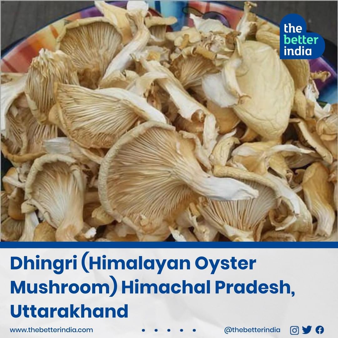 Dhingri or Himalayan Oyster Mushroom