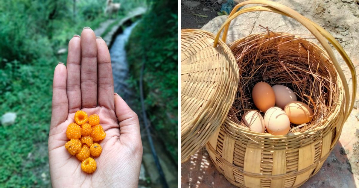 Wild berries and eggs. Local produce used for cooking at The Dalton's Village