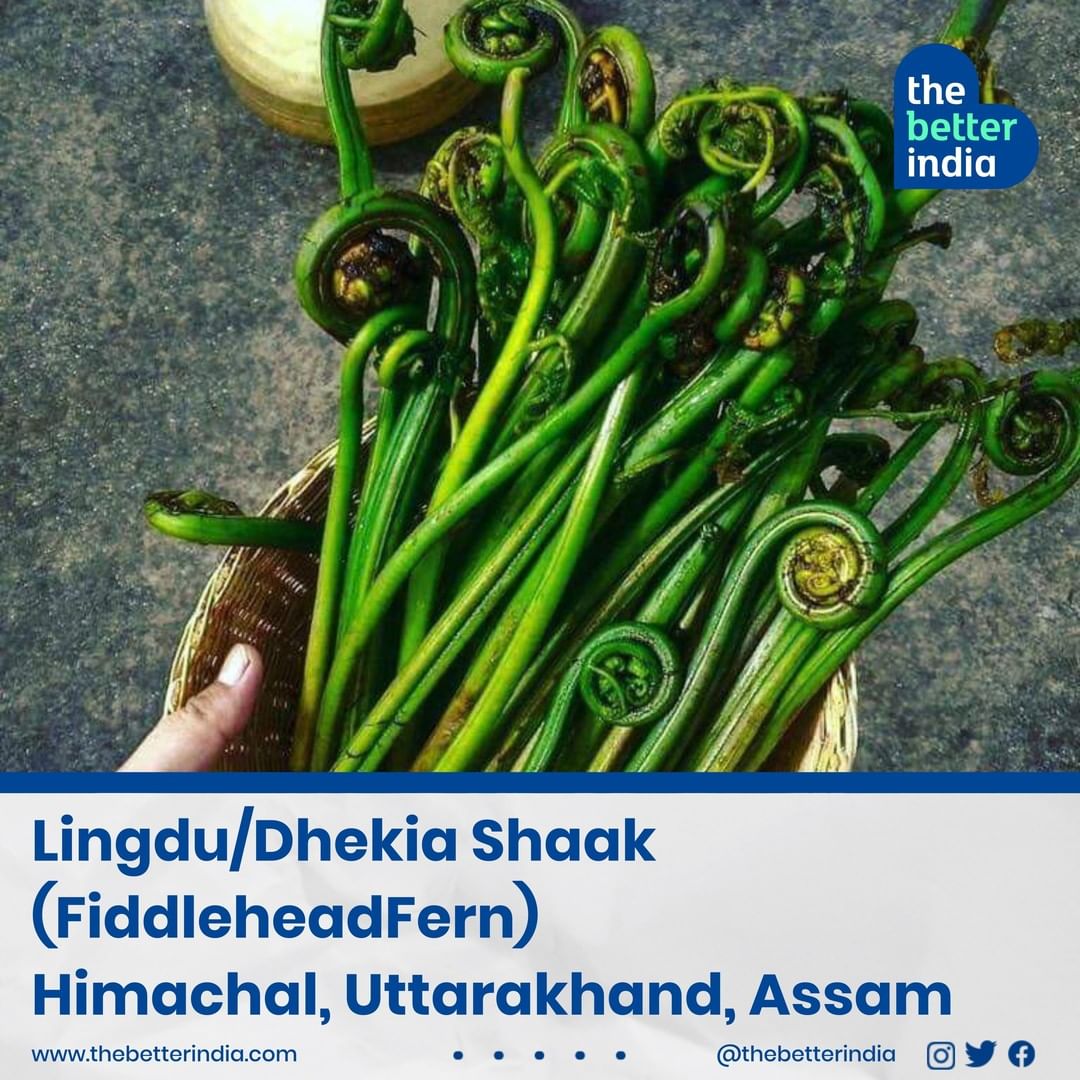  Lingdu or Fiddlehead fern