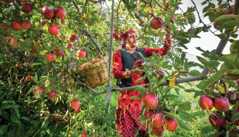 Fruit picking destinations in India - Apples in Himachal Pradesh