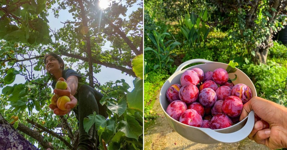 Aprikot dan plum dari kebun buah di Doi Homestay