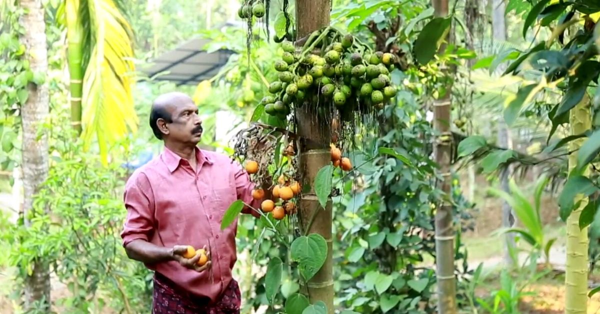 Teacher Starts Organic Farming Post Retirement, Earns Lakhs Growing Coconut, Pepper