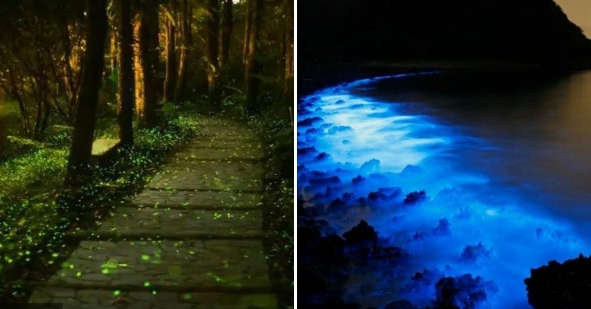 7 Best Places in India to See Nature’s Glowing Bioluminescence