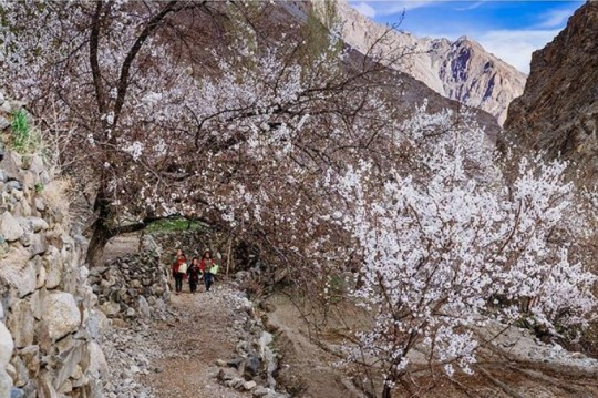 Tujuan memetik buah di India - Aprikot di Ladakh