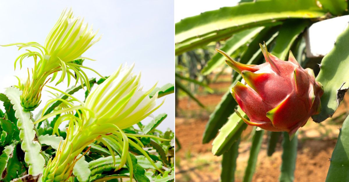 Dragon fruit