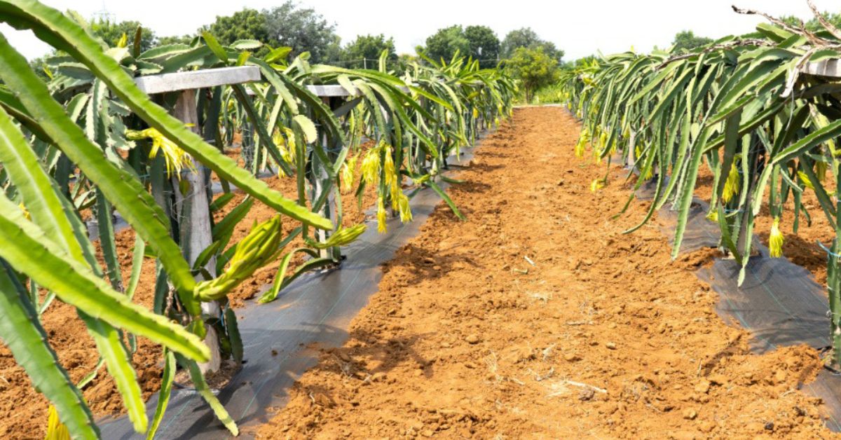 Dragon fruit plants at Dr Srinivasa Rao's farm.