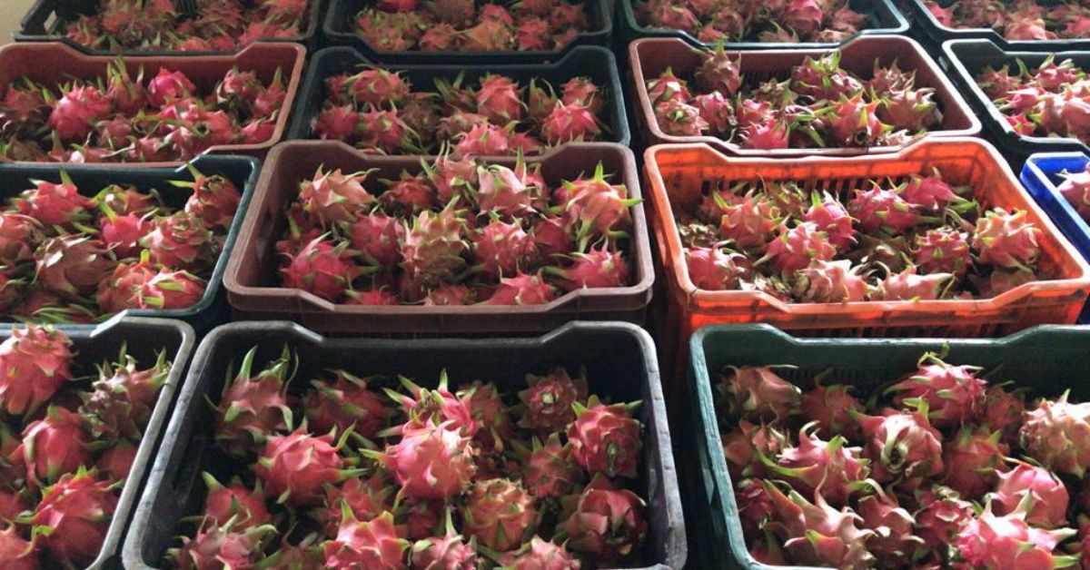 Dragon fruits harvested from his farm.