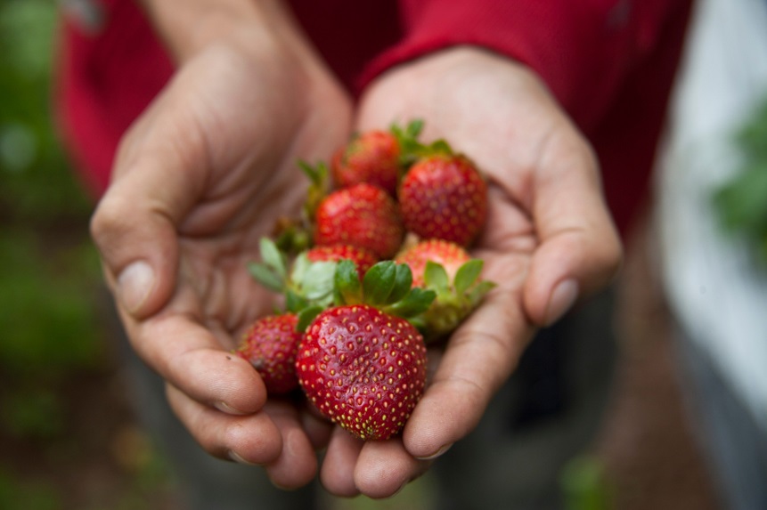 Meghalaya is famous for its rich strawberry cultivation
