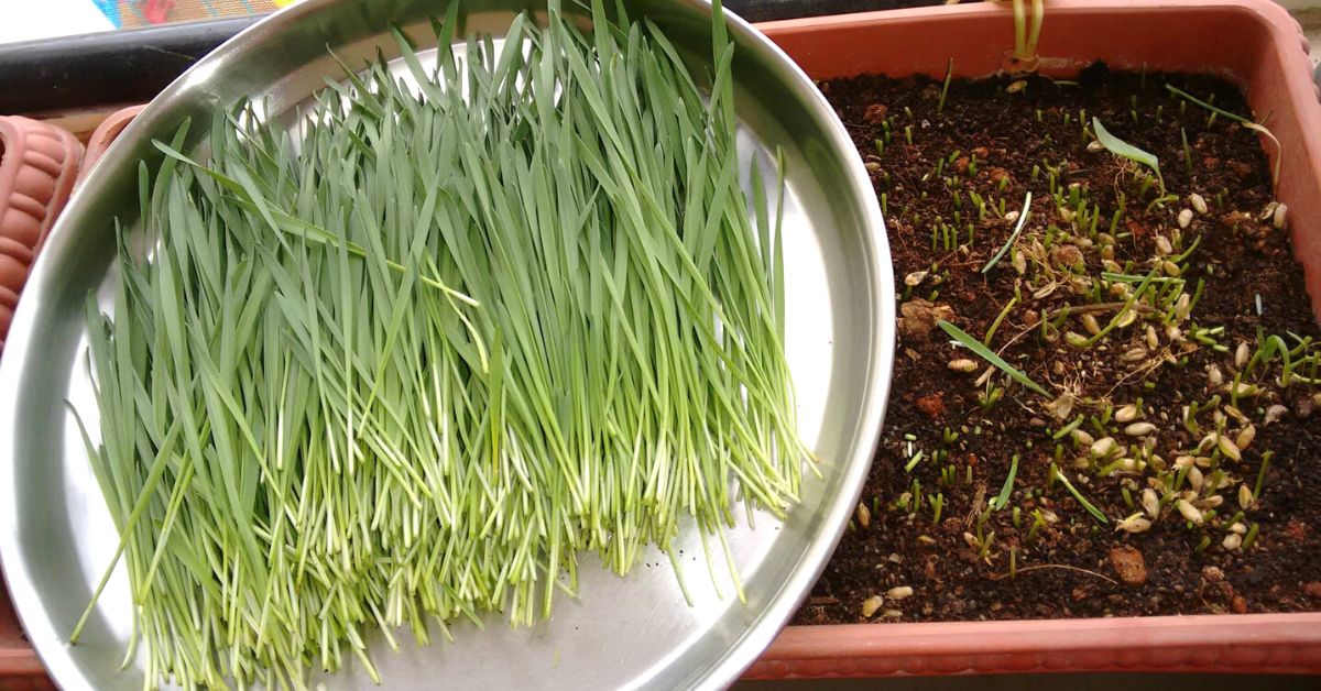 How to make wheatgrass at home simple steps