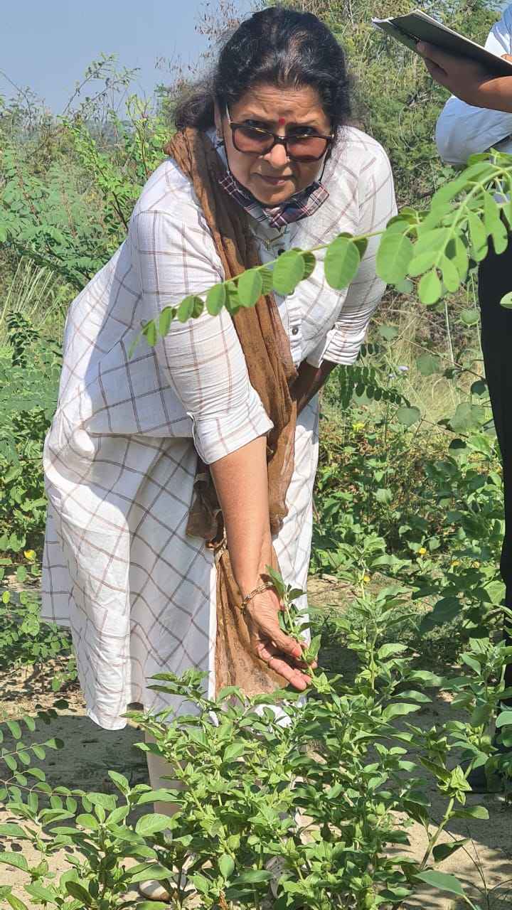 Reeva tandon at her himachal pradesh organic farm ashwagandha plants