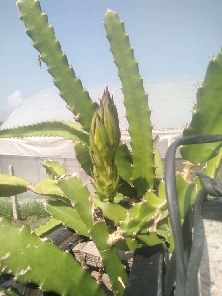 Dragon fruit grows at Reeva's organic farm in himachal pradesh