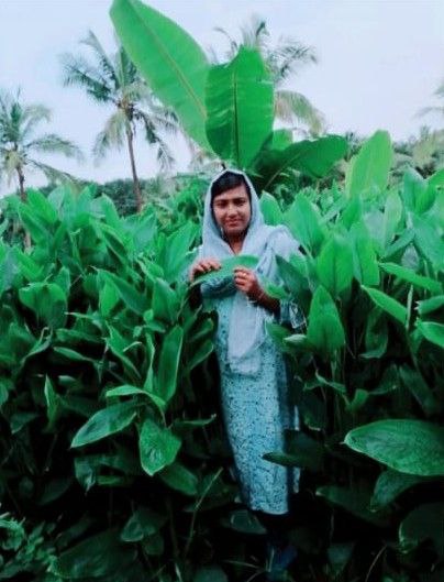 Jumaila Arrowroot farmer from Kerala