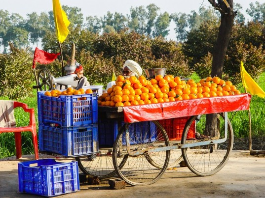 Fruit picking destinations in India - Kinnow in Punjab