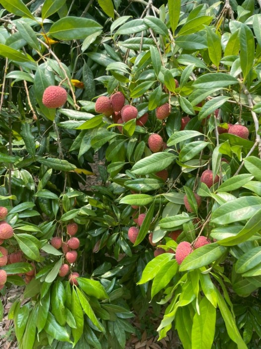 Fruit picking destinations in India - Lychee in Bihar