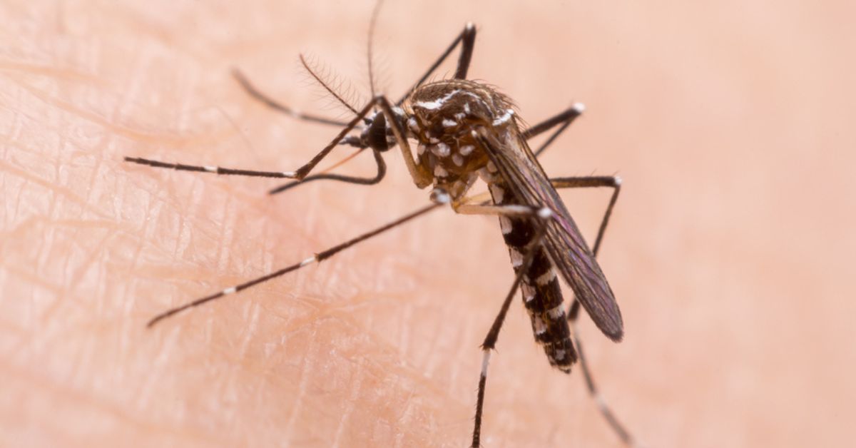 Dreading Dengue? ICMR Launches Eco-friendly Tech to Kill Mosquitos