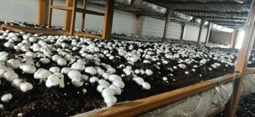 MBA Grad Starts Mushroom Farm In Lockdown And Earns Lakhs/Year