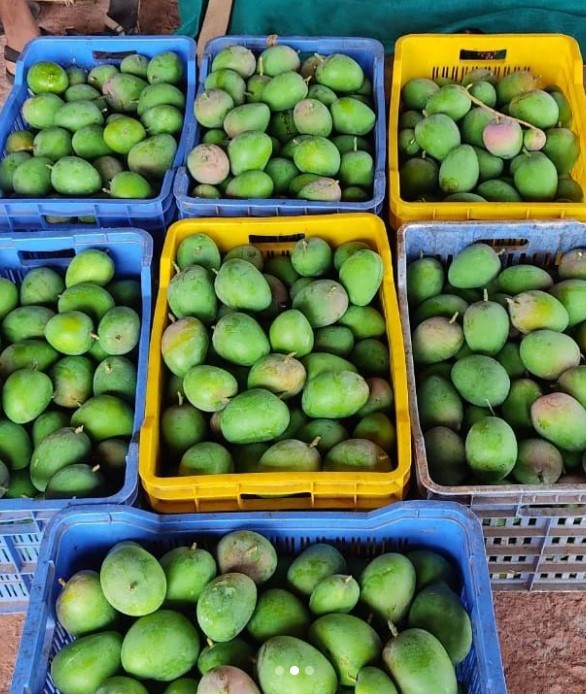 Fruit picking destinations in India - Ratnagiri mango