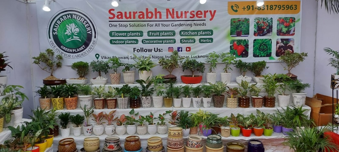 exotic and organic plants sold in saurabh nursery in lucknow 
