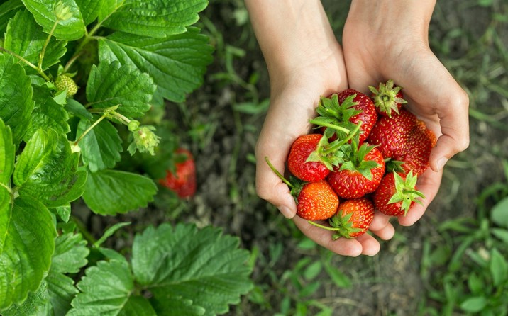 Strawberries in Meghalaya