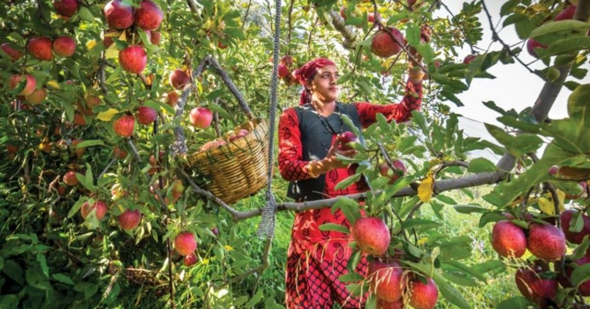 India’s Top 10 Fruit Picking Destinations For the Perfect Family Vacation