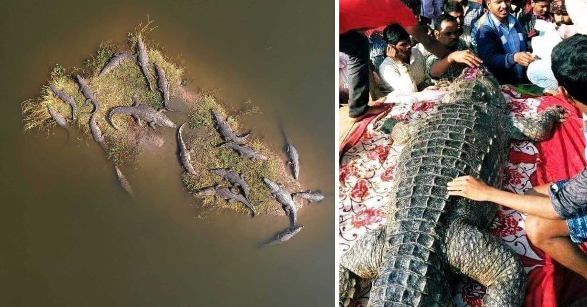 crocodile gangaram recieves attention from a large crowd