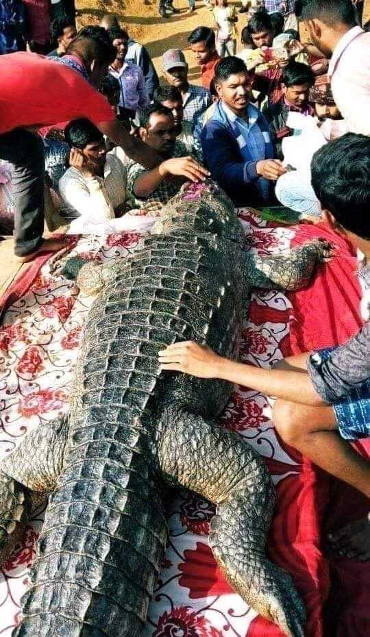130-year-old Gangaram, a crocodile in Chhattisgarh, is thronged by a large crowd