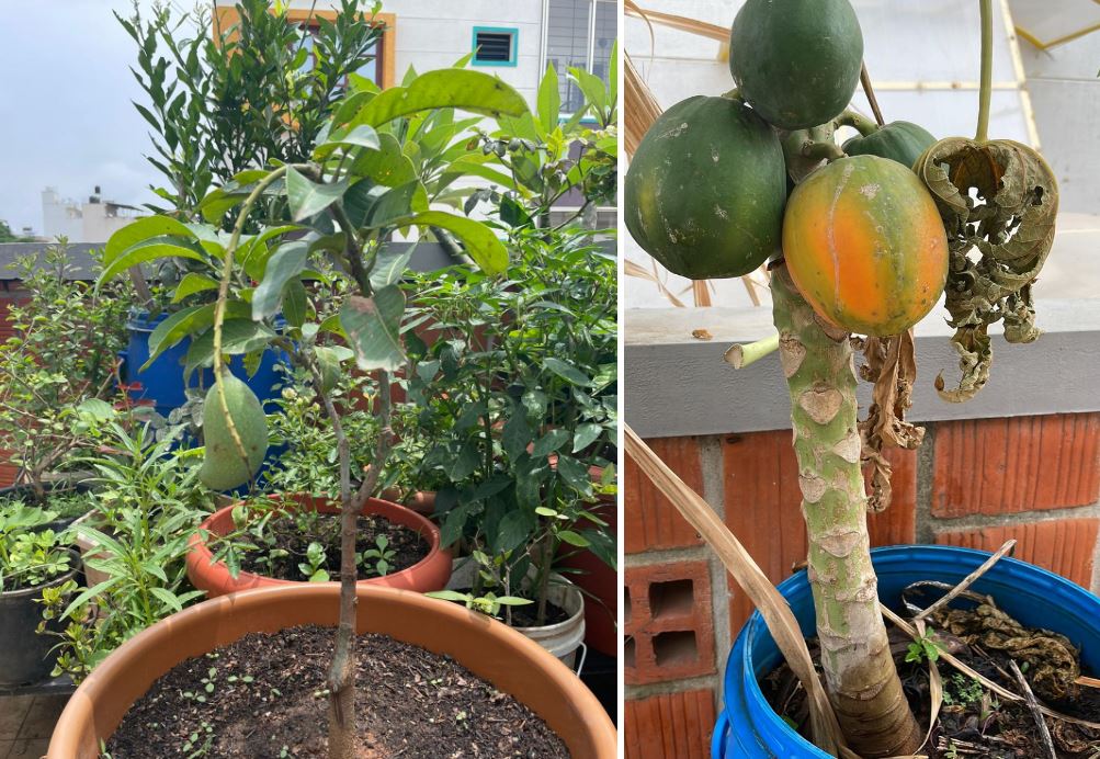 a rooftop garden