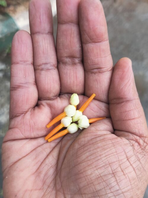 flowers from a parijat tree