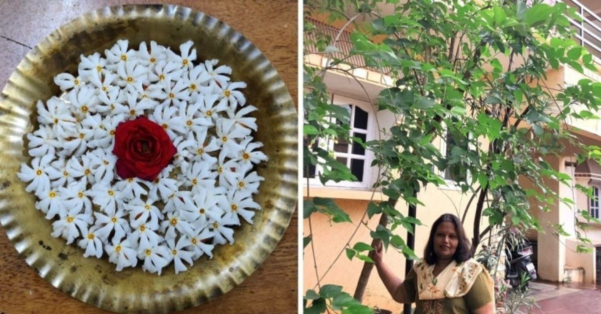 how to grow parijat tree kaveri murthy