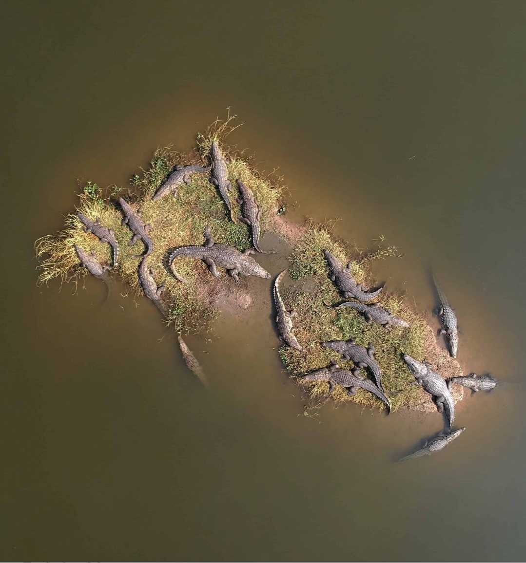 crocodiles lounge in the water