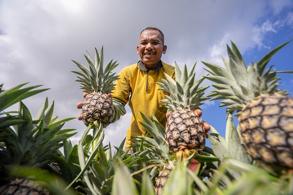 Fruit picking destinations in India - Pineapples in Manipur