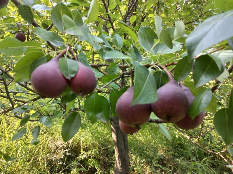 Exotic red pears grown by Shafi Sheikh