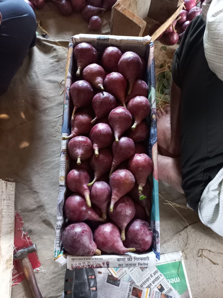 Red Italian pears
