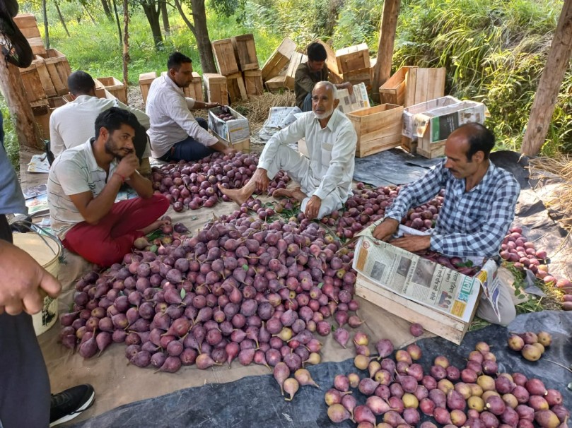 Haji Mohammad Shafi Sheikh with his red pear produce