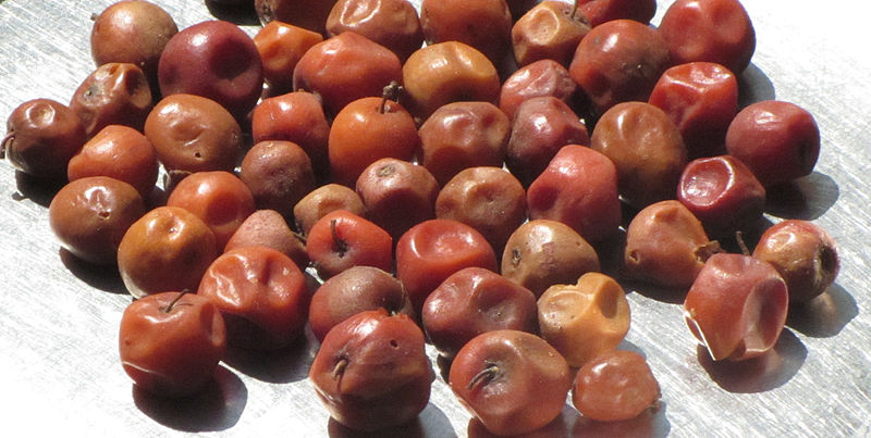 Indian jujube fruit