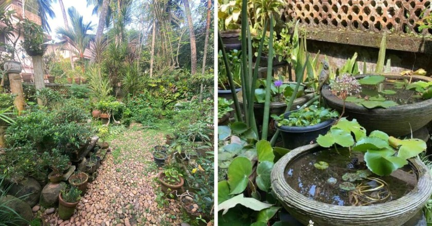 Anita Peter How to Make Bonsai Garden