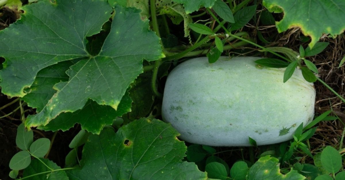 Ash gourd