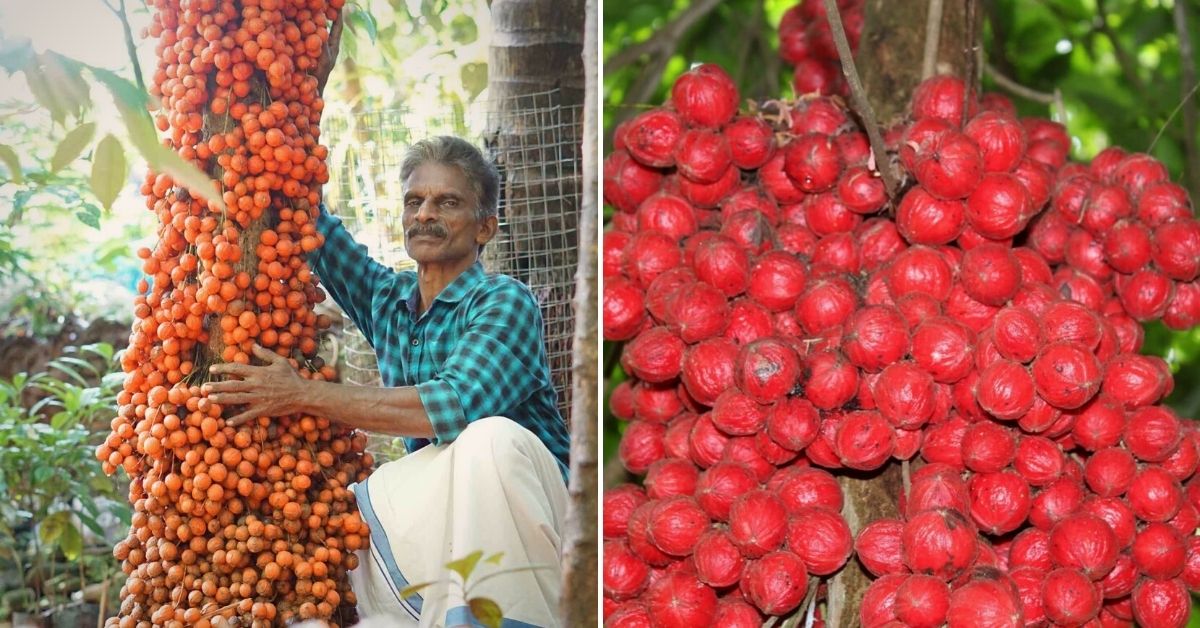 69-YO Kerala Farmer Earns Fame Growing Rare Wild Fruit Loved by Tribals