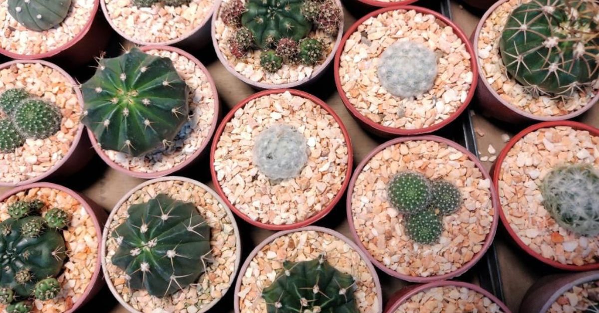 Different varieties of succulents