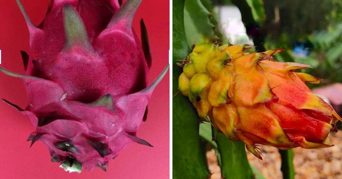 senior citizen kerala farmer grows dragon fruits